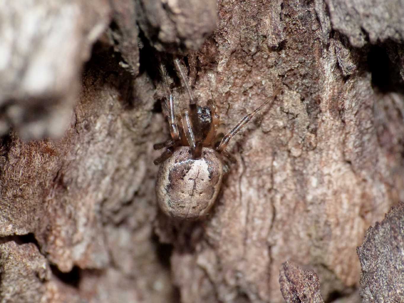 Zygiella sp. gigante - Ostia Antica (RM)